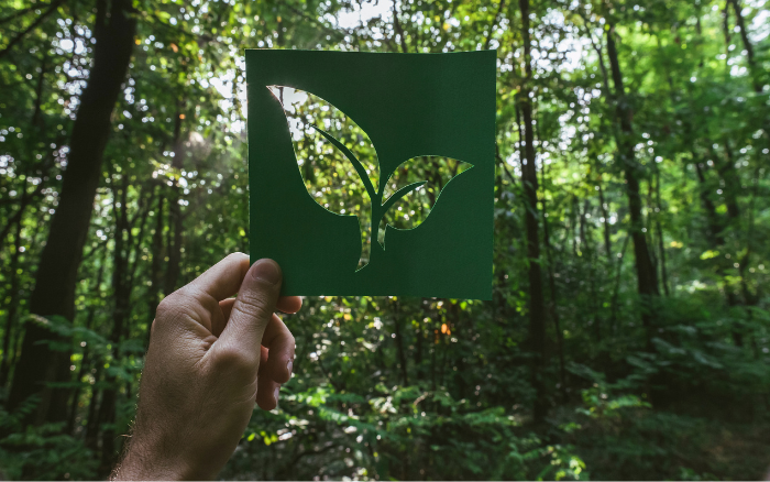 5 Thói Quen Sống Xanh Bạn Có Thể Bắt Đầu Ngay Hôm Nay